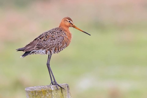 Black-tailed godwit (limosa limosa), on a perch, on a fence post, snipe birds, wildlife, nature