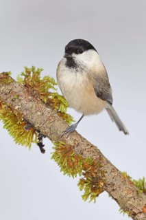 Willow Tit (Parus montanus), Willow Tit (Parus montanus) sitting on a branch overgrown with moss,