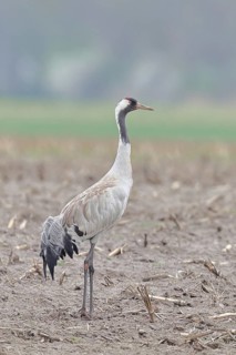 Crane (Grus grus), standing on a field, wildlife, nature photography, wet meadow, Ochsenmoor, Lake