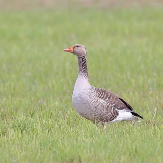 Grey goose (Anser anser) on a moor, Dümmer, Lake Dümmer, Ochsenmoor, Hüde, Lower Saxony, Germany