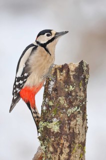 Great spotted woodpecker (Dendrocopos major), male, foraging in winter on a tree stump covered with