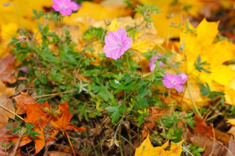 Flowering cranesbill (Geranium), in autumn foliage, North Rhine-Westphalia, Germany