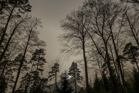 A hazy forest scene in Switzerland, dimmed under the effects of a Saharan sand storm, with tall
