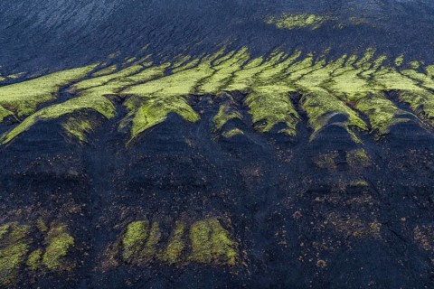 Aerial view of vibrant green moss patterns on a dark riverbank in Iceland. This natural texture