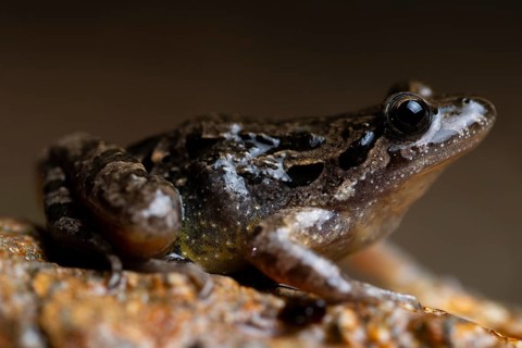 This macro shot captures an Iberian painted frog with its distinctive pattern, perched on a rocky