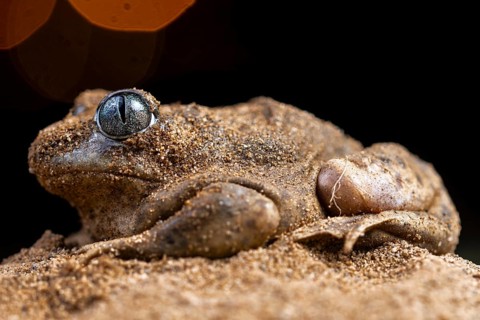 A close-up of the common spadefoot toad, Pelobates cultripes, expertly camouflaged in its sandy