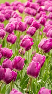 A lush field of vibrant pink tulips in full bloom, swaying gently under the warm sunlight. The