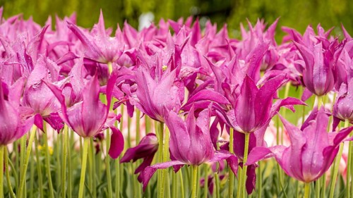 A vivid collection of chinese pink tulips adorned with glistening water droplets under natural
