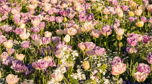 A scenic field bursting with tulips estella rijnveld in full bloom, illuminated by warm sunlight.
