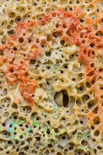 A detailed macro photograph of the intricate texture of an abalone shell, showcasing its vibrant
