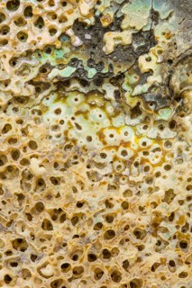 Macro view of the textured surface of an abalone shell, showcasing intricate natural patterns,