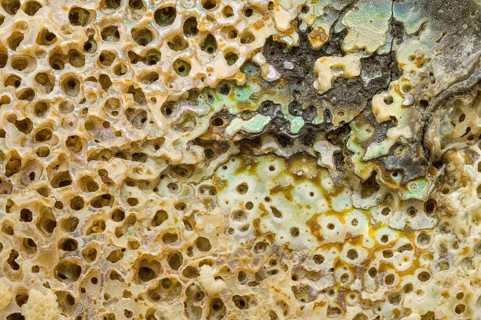 Macro view of the textured surface of an abalone shell, showcasing intricate natural patterns,