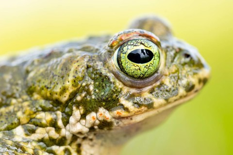 A detailed close-up of a natterjack toad, Epidalea calamita, showcasing its distinct, vibrant eye