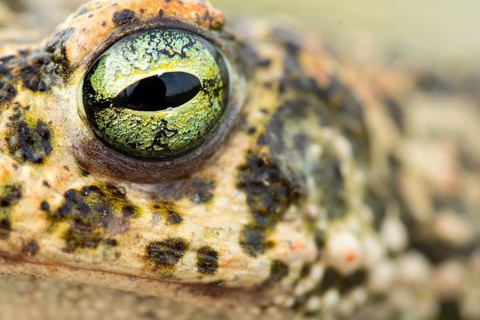 A stunning close-up of a natterjack toad's eye showcases its intricate patterns and vivid colors