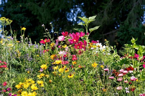 Sea of flowers, colorful wildflower meadow in summer, biodiversity, natural garden, Höxter, Germany