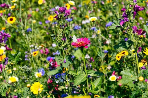Zinnias (Zinnia), mallows (Malva), cornflowers (Centaurea), coreopsis, dyer's chamomile (Anthemis)