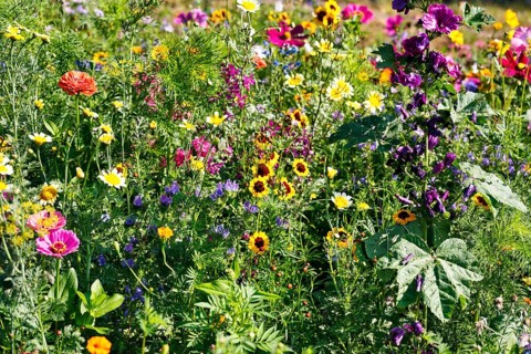 Ornamental basket (Cosmea), girl's eyes (Coreopsis tinctoria), oriental poppy (Papaver orientale),