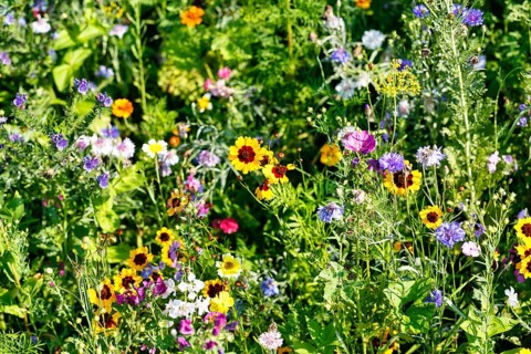 Corncup (Coreopsis), cornflower (Centaurea cyanus), corncock (Agrostemma githago), sea of flowers,