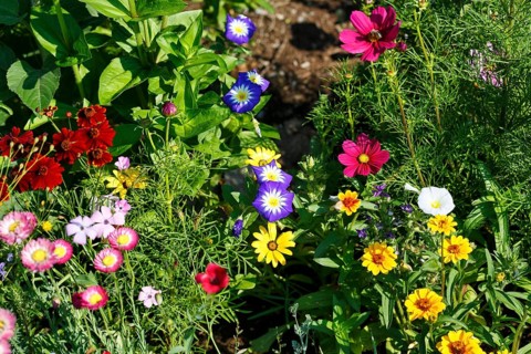 Dwarf Morning Glory (Convolvulus tricolor), Ornamental basket (Cosmos bipinnatus), Zinnia