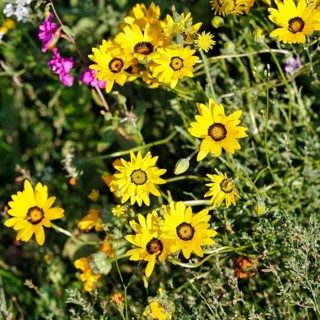 Yellow blossoms, wildflower meadow in summer, cottage garden, Höxter, Germany