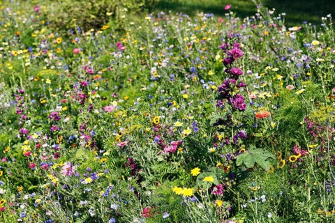 Mauritanian mallow (Algiers mallow), cosmea, sea of flowers, colourful wildflower meadow in summer,