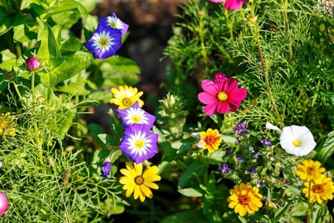 Ornamental basket (Cosmos bipinnatus), Dwarf Morning Glory (Convolvulus tricolor), Cape basket,