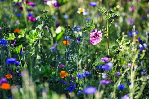 Cranesbill (Geranium), cornflower (Centaurea cyanus), colourful wildflower meadow in summer,