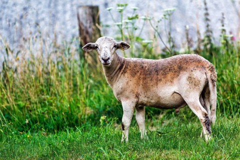 Domestic sheep (Ovis) in a meadow, change of coat, Höxter, Germany