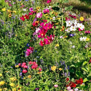 Ornamental basket (Cosmos bipinnatus), Linum grandiflorum (Linum grandiflorum), wildflower meadow