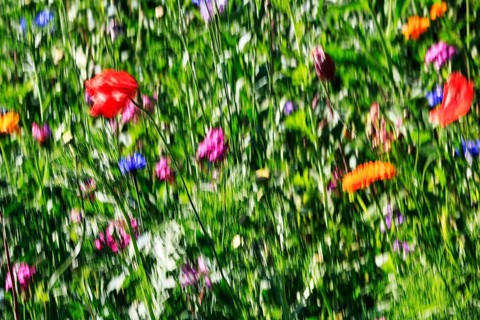 Colorful wildflower meadow in summer, biodiversity, various blossoms, natural garden, illustration,