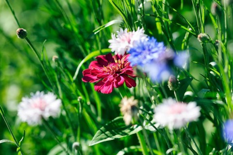 Dark red zinnia (Zinnia elegans), different coloured cornflowers (Centaurea cyanus), colourful
