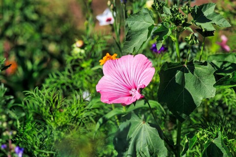 Cup mallow (Lavatera trimestris), pink-coloured, cottage garden, Höxter, Germany