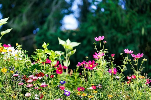 Cosmos, colourful wildflower meadow in summer, biodiversity, nature garden, Höxter, Germany