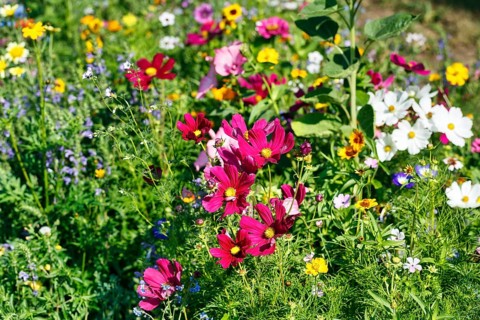 Ornamental basket (Cosmos bipinnatus), sea of flowers, colourful wildflower meadow in summer,
