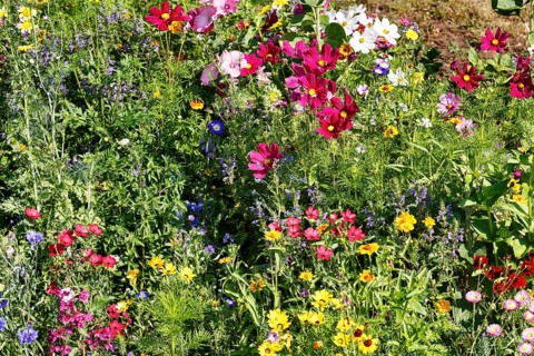Linum grandiflorum (Linum grandiflorum), Dwarf Morning Glory (Convolvulus tricolor), Cosmos