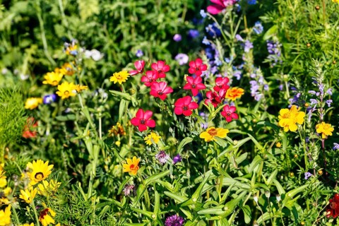 Linum grandiflorum (Linum grandiflorum), wildflower meadow in summer, cottage garden, Höxter,