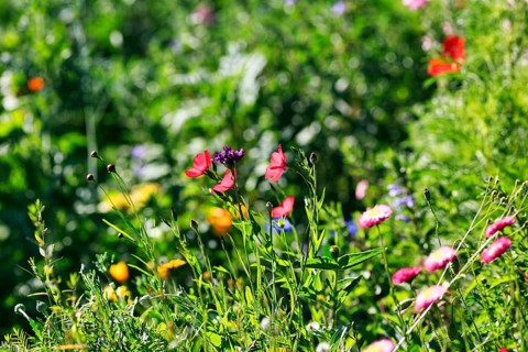 Carnations (Dianthus), Linum grandiflorum in wildflower meadow, colourful, various flowers,