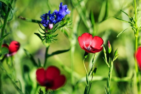 Linum grandiflorum, Viper's bugloss (Echium vulgare), striking wildflowers, close-up, colourful