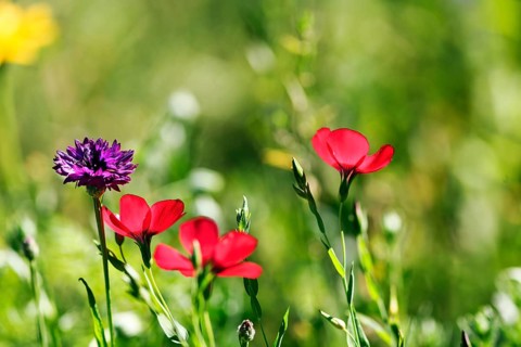 Purple cornflower (Centaurea cyanus), Linum grandiflorum (Linum grandiflorum), close-up, colourful