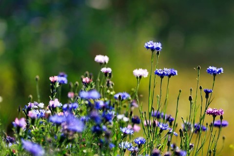 Summer wildflower meadow, multi-coloured cornflowers (Centaurea cyanus), natural flowering strip,