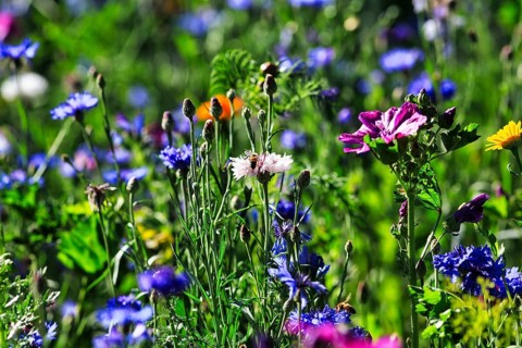 Colourful wildflower meadow in summer, different coloured cornflowers (Centaurea cyanus), mallow