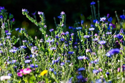 Summer wildflower meadow, cornflowers (Centaurea cyanus), Viper's bugloss (Echium vulgare), wild