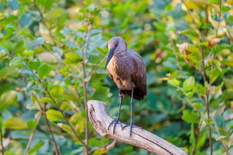 A hamerkop (Scopus umbretta) stands on a branch of a tree. Green vegetation can be seen in the