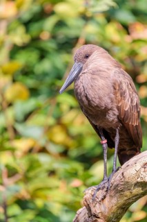 A hamerkop (Scopus umbretta) stands on a branch of a tree. Green vegetation can be seen in the