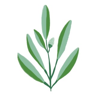 A minimalistic illustration of a green plant with elongated leaves and a single flower bud This