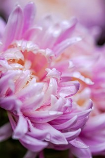 Close-up photography of a pink chrysanthemum adorned with fresh water droplets, showcasing