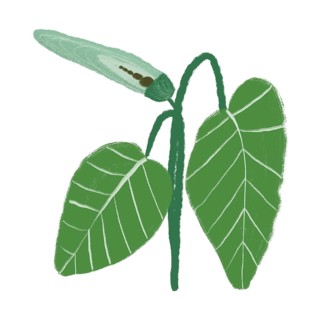 Simple illustration of a green plant with broad leaves and an emerging bud, set against a white