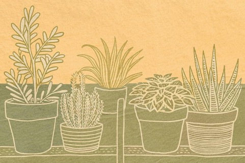 Various potted plants are displayed against a warm background, creating a serene atmosphere in a