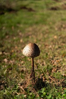 A solitary mushroom stands tall amidst autumnal foliage on a forest floor