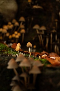 A serene scene of small mushrooms thriving among fallen autumn leaves on a moss-covered forest